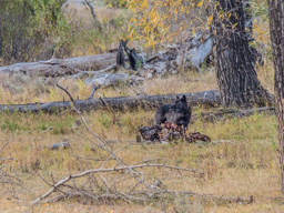 Barks or snarles at something.