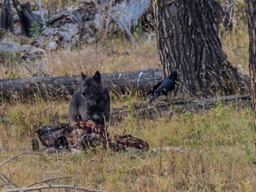 Both leave soon after this photo, as do we.