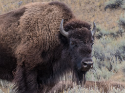 Handsome fellow, but he didn't have the attention of the female.