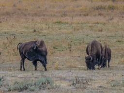 Lots of bison grazing in the early evening light.