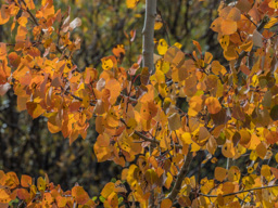 Golden Aspen