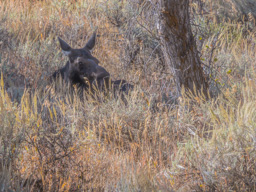 Our guide heard that a moose had been located.  Here she is, trying to sleep.