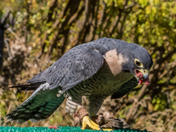 and is rewarded for flying from perch to perch with some meat.