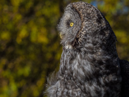 Cute expression 1 of 3