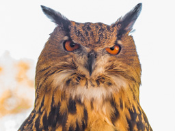 I have you in my sights!