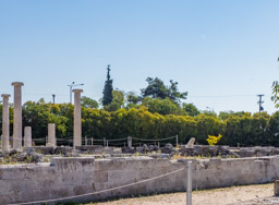 Pella excavated columns (and a modern dog)