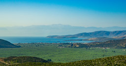 Olive trees in every valley and hill.